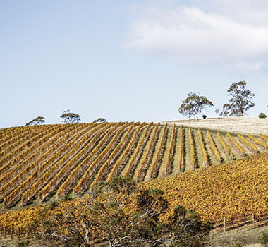 Caledon Estate Vineyard Tasmania 2